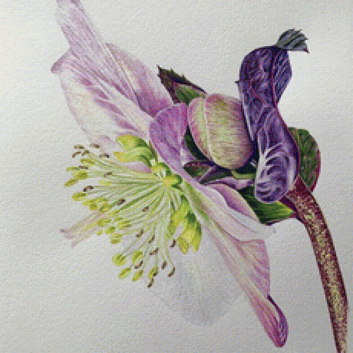 Цветок сиреневый - цветок сиреневый - предпросмотр