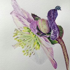 Схема вышивки «Цветок сиреневый»