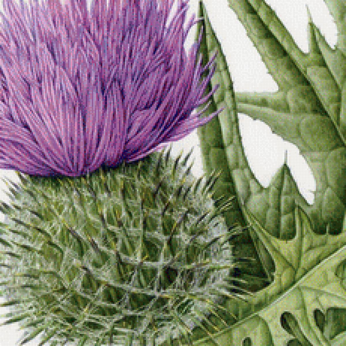 Крупный чертополох - растения, цветы, чертополох - предпросмотр