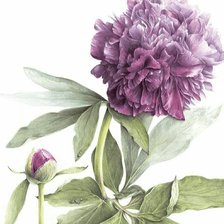 Схема вышивки «Феолетовые пионы, диптих»