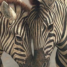 Схема вышивки «Зебри»