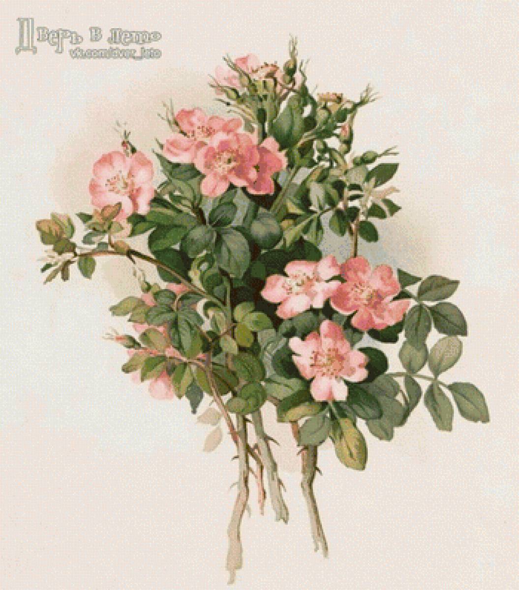 Шиповник розовый - предпросмотр