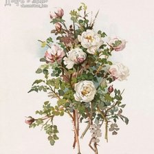 Схема вышивки «Шиповник белый»