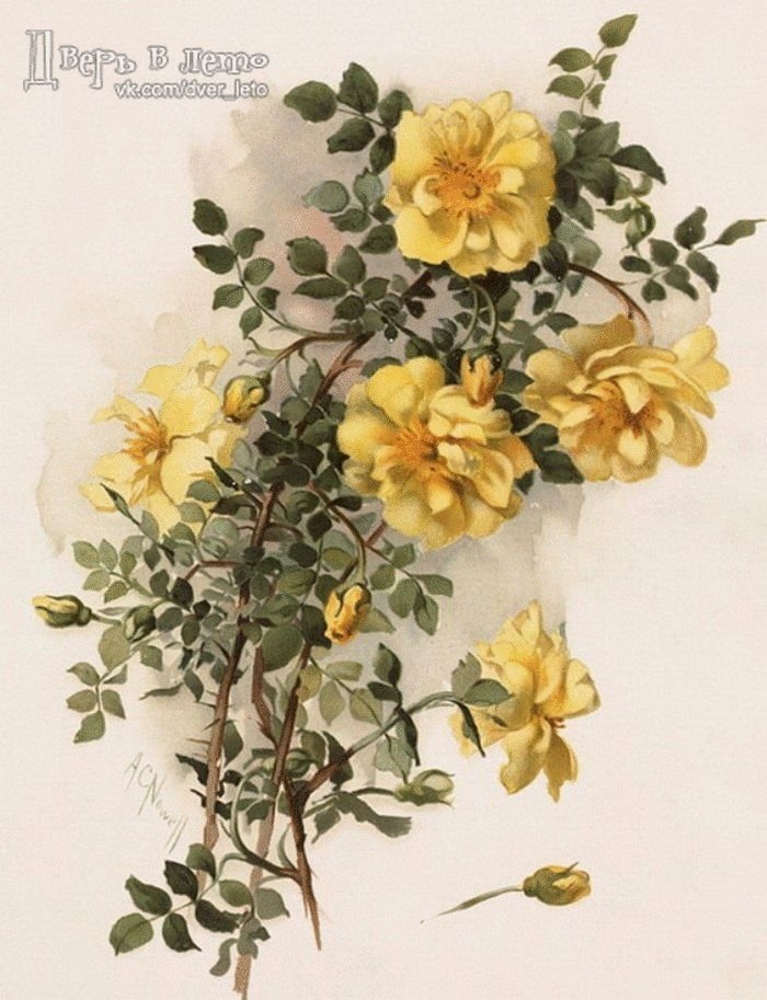 Шиповник желтый - оригинал