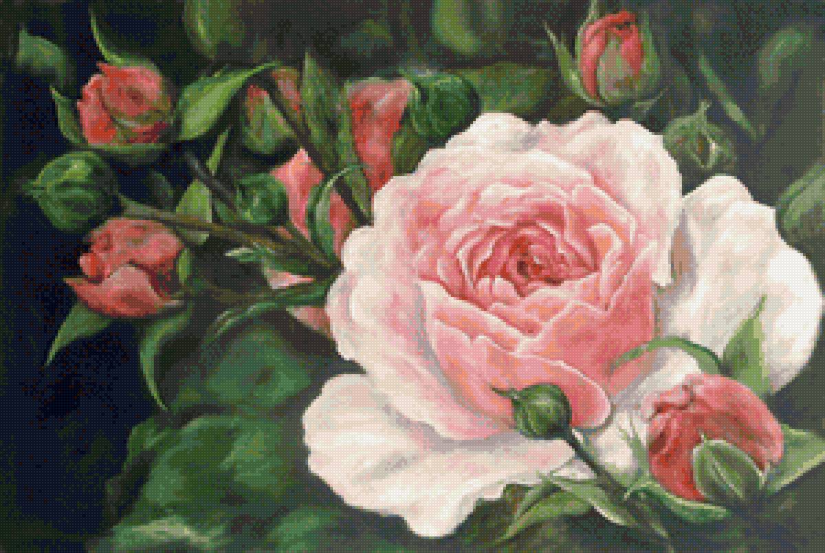 №1999481 - цветы, роза - предпросмотр