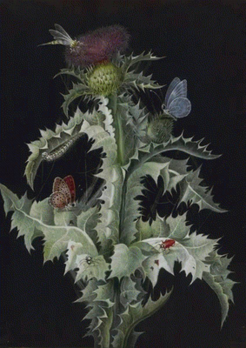 Старинный чертополох с насекомыми - бабочки, флора, старинный чертополох, цветы - предпросмотр