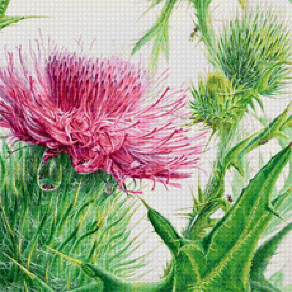 Цветущий чертополох крупный - чертополох, растение, цветы, флора - предпросмотр