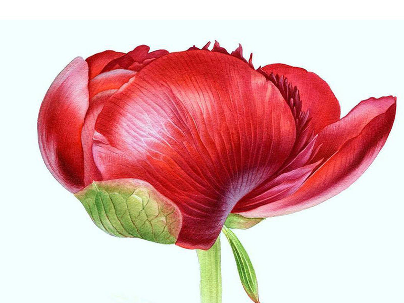 Красный пион - цветок, растение, бутон, пион, флора - оригинал