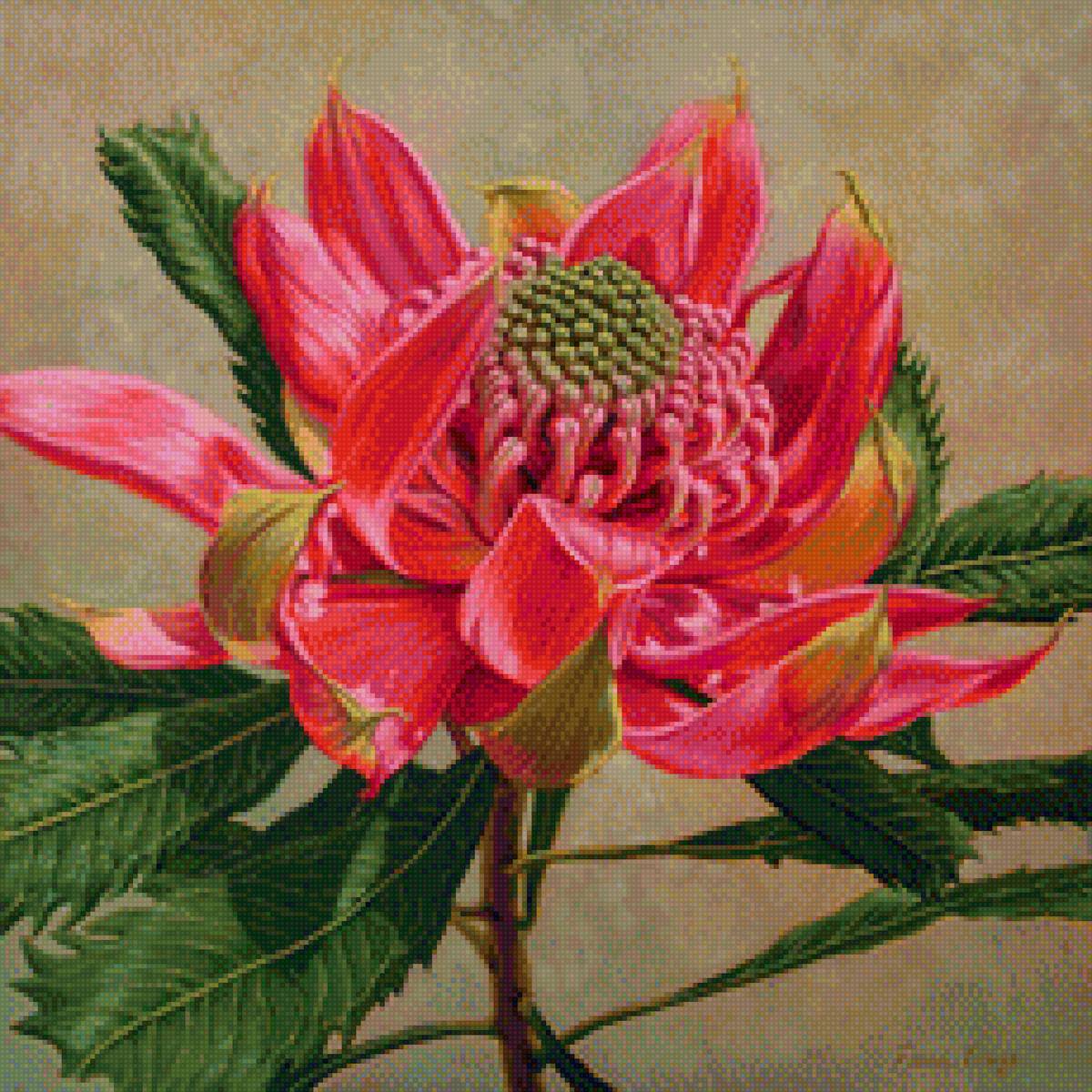 Красная хризвнтема - растение, цветок, флора, природа, хризантема - предпросмотр