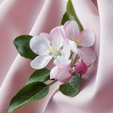 Схема вышивки «№1999598»