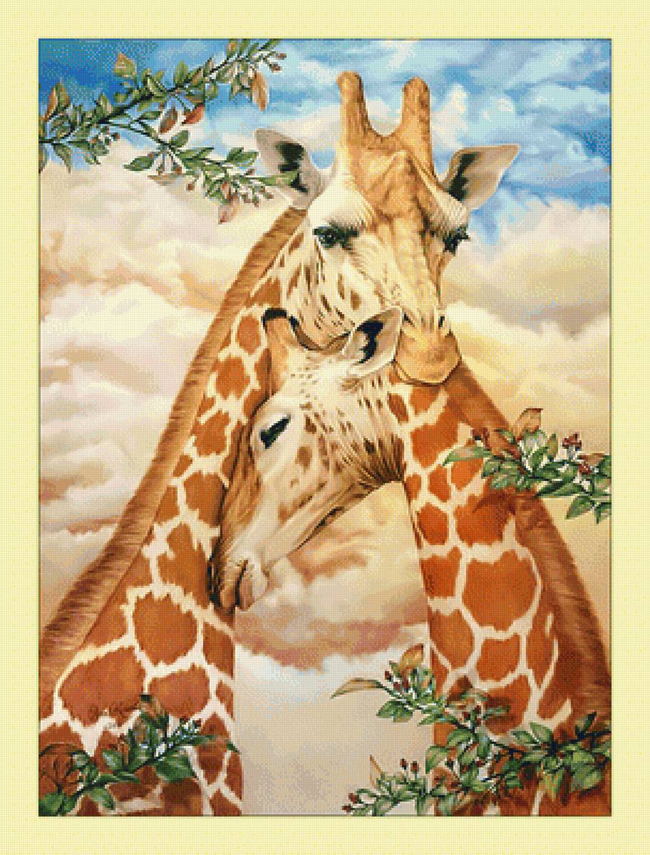 Жирафики. - пара, жирафы, животные - предпросмотр