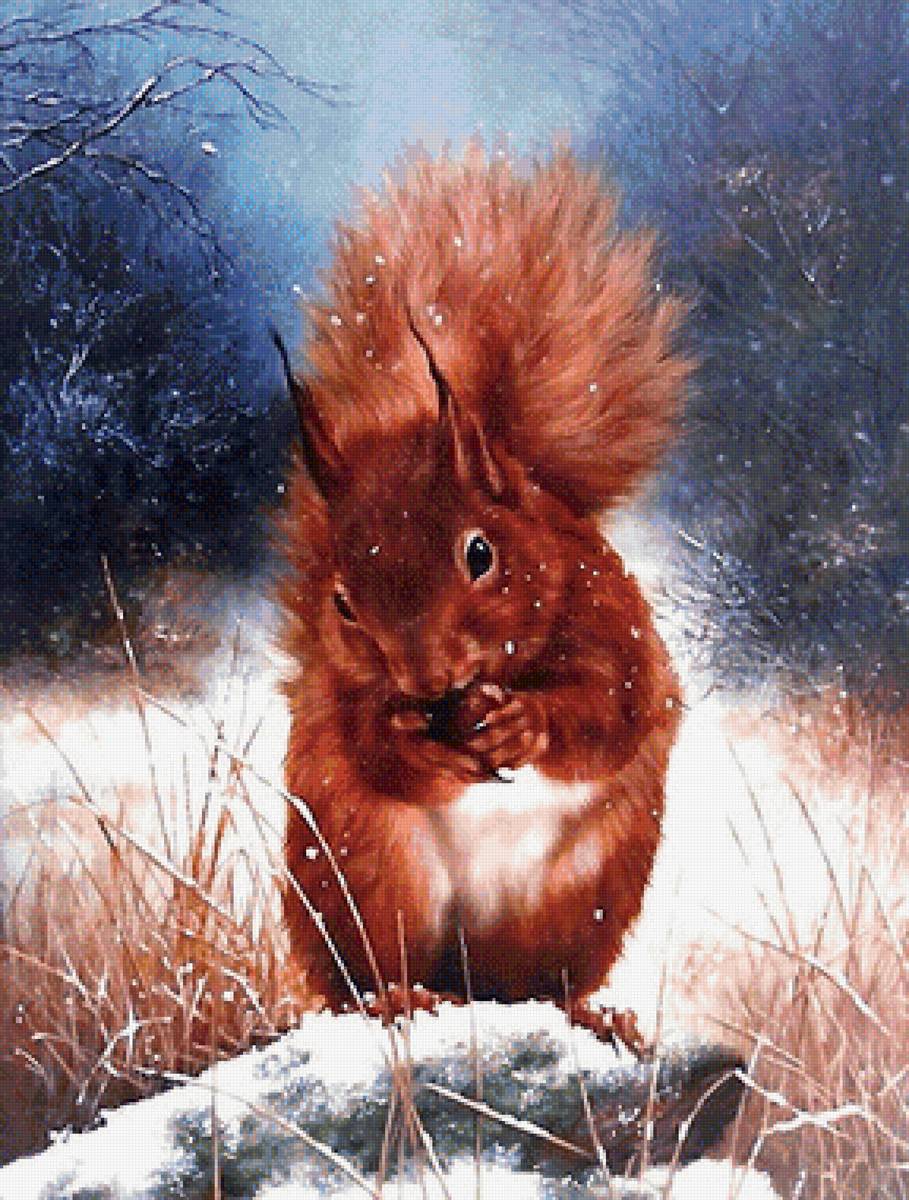 белка - мир животных - предпросмотр