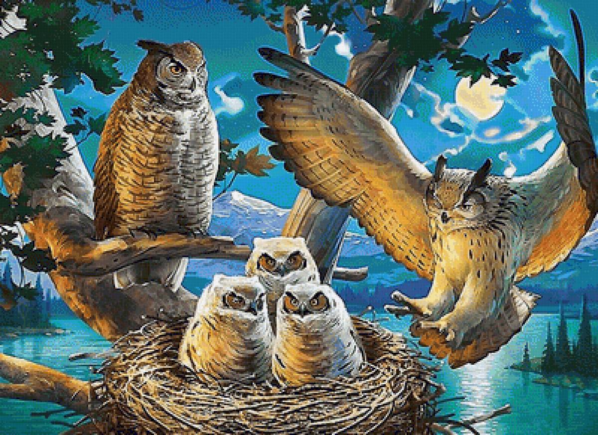 совы - птицы - предпросмотр
