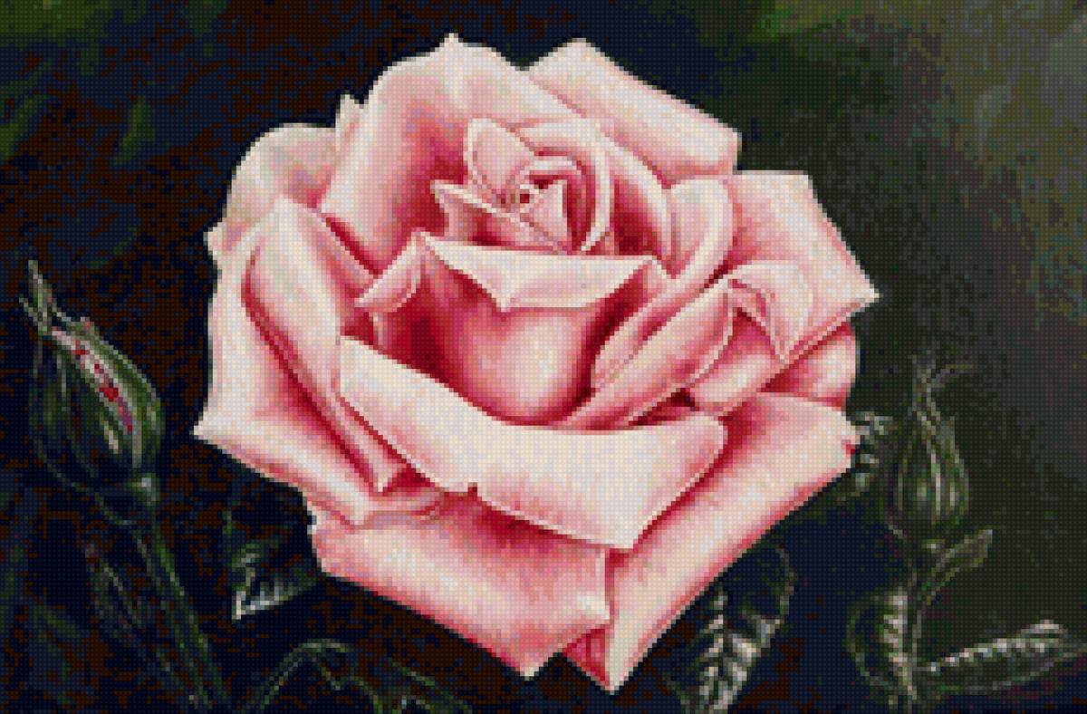 №2000562 - букет, цветы, роза - предпросмотр