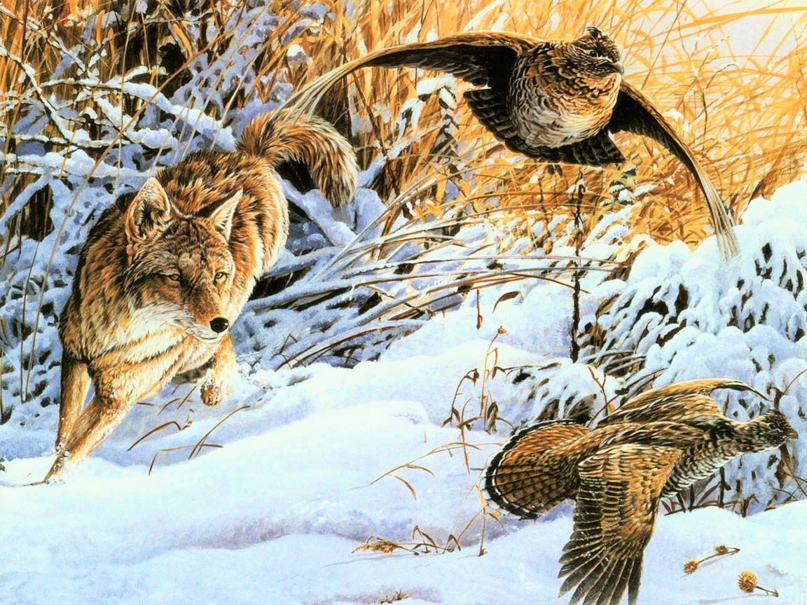 Охота на куропаток - зима, охота, животные, куропатки, волк, птицы - оригинал