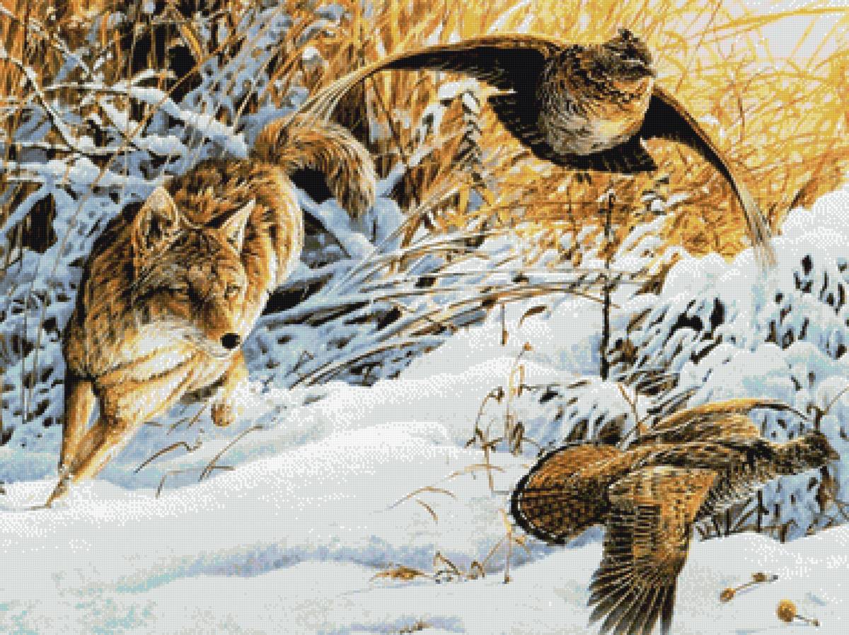 Охота на куропаток - зима, охота, животные, птицы, волк, куропатки - предпросмотр