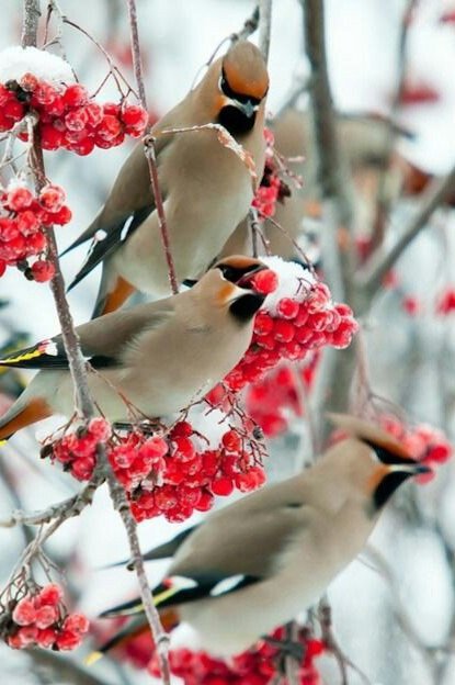 Свиристели - рябина, птицы, птица, зима - оригинал