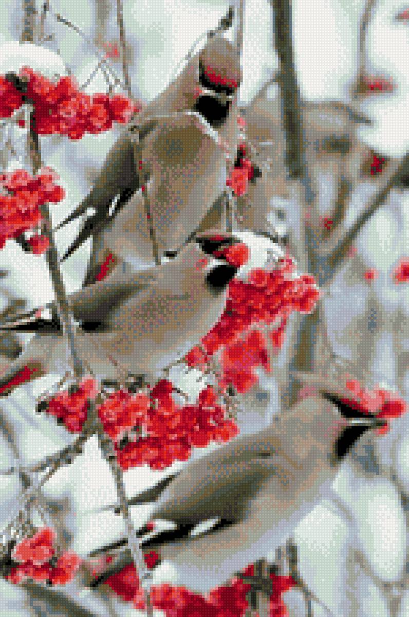 Свиристели - птицы, зима, рябина, птица - предпросмотр