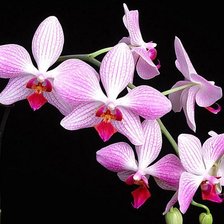 Схема вышивки «Розовая орхидея А3»