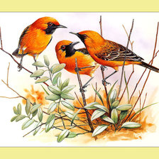 Яркие птички.