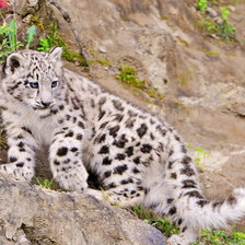 Схема вышивки «Барс снежный»