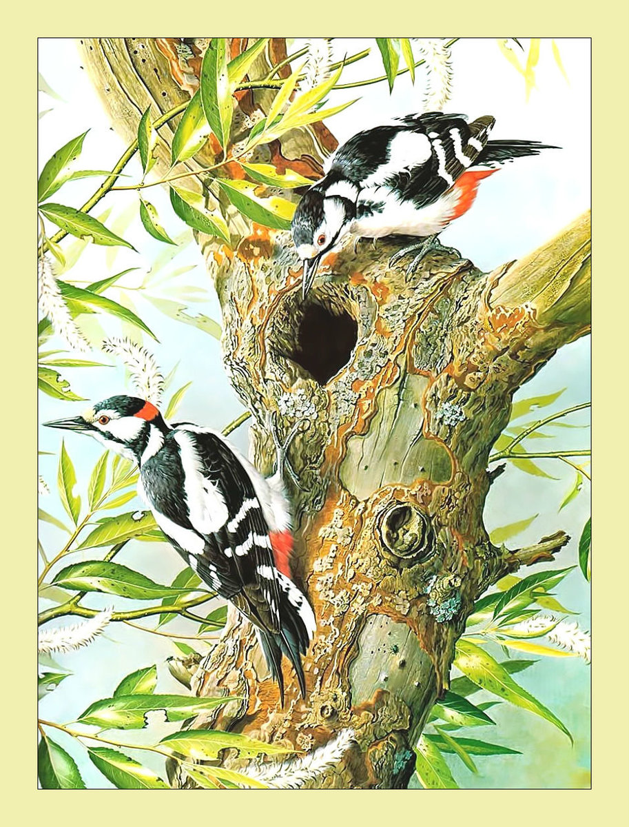 Дятлы. - дятлы, птицы - оригинал