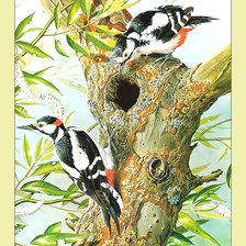 Схема вышивки «Дятлы.»