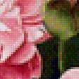 Предпросмотр схемы вышивки «Розовые пионы» (№2003854)