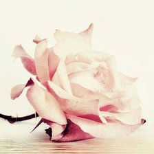 Схема вышивки «Роза»