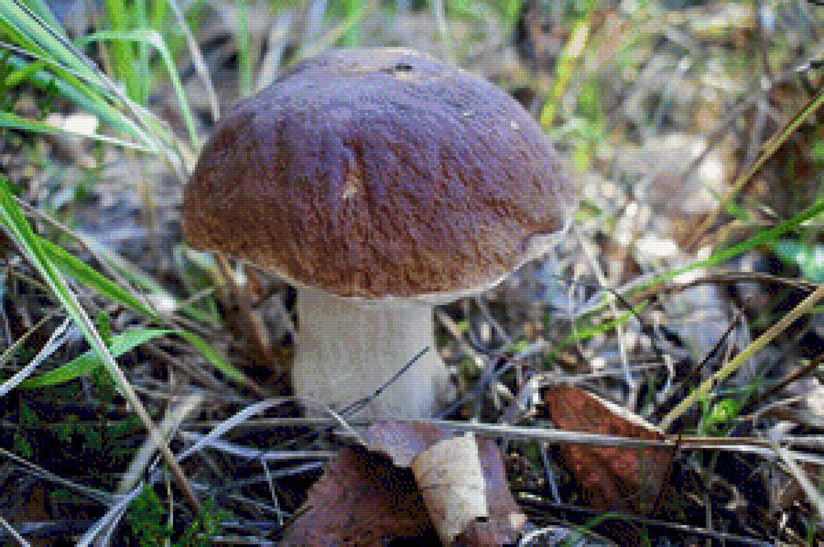 Боровик - грибы, боровик - предпросмотр