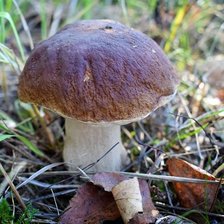 Схема вышивки «Боровик»