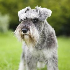 Схема вышивки «Бабушка»