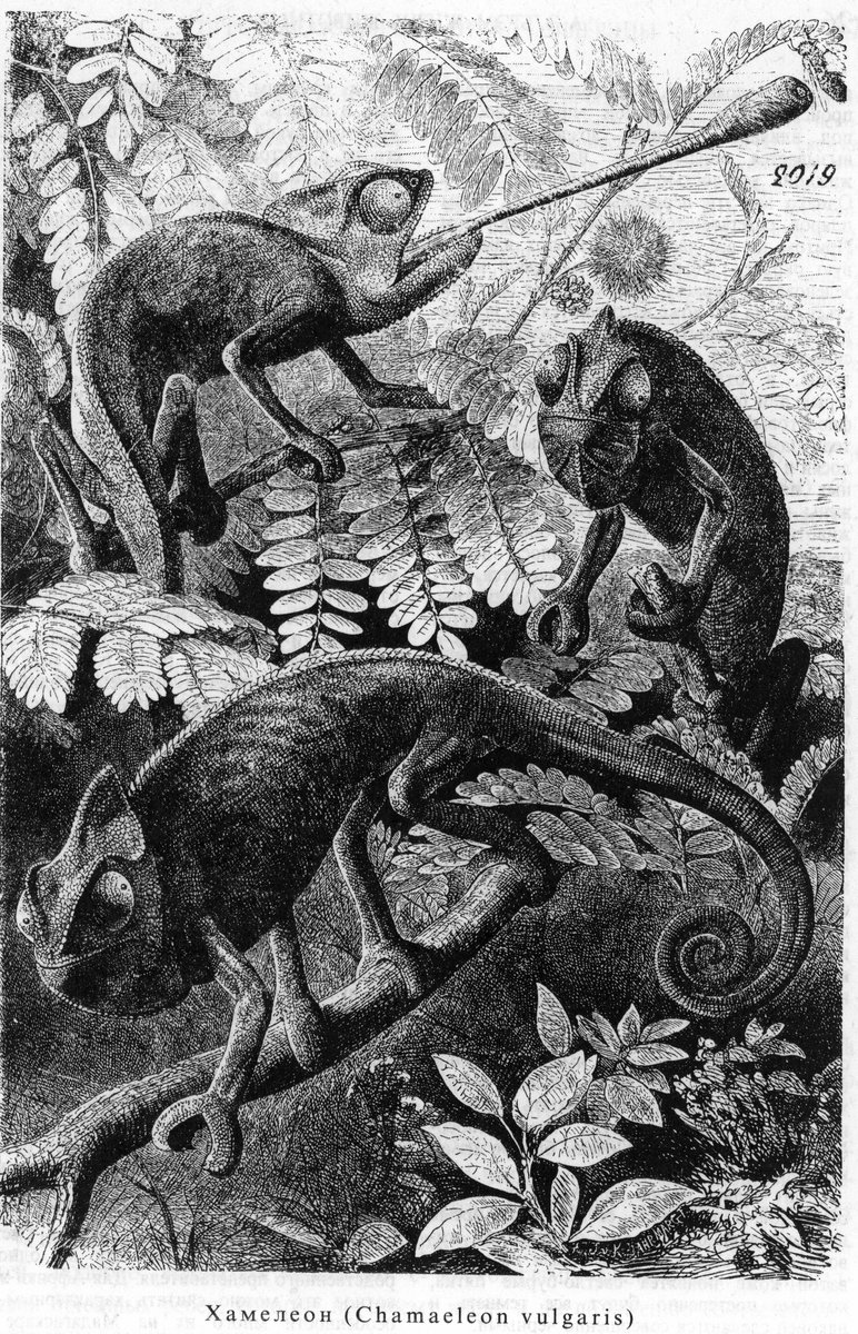 Хамелеоны - оригинал
