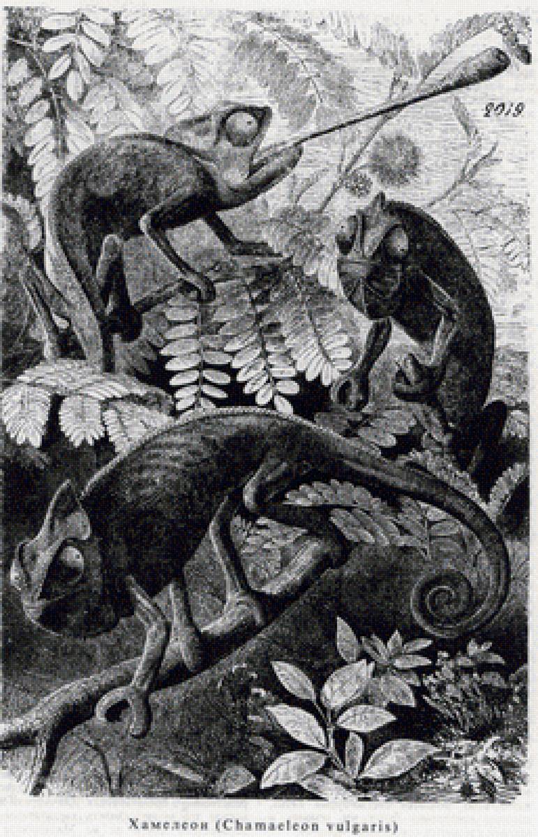 Хамелеоны - предпросмотр