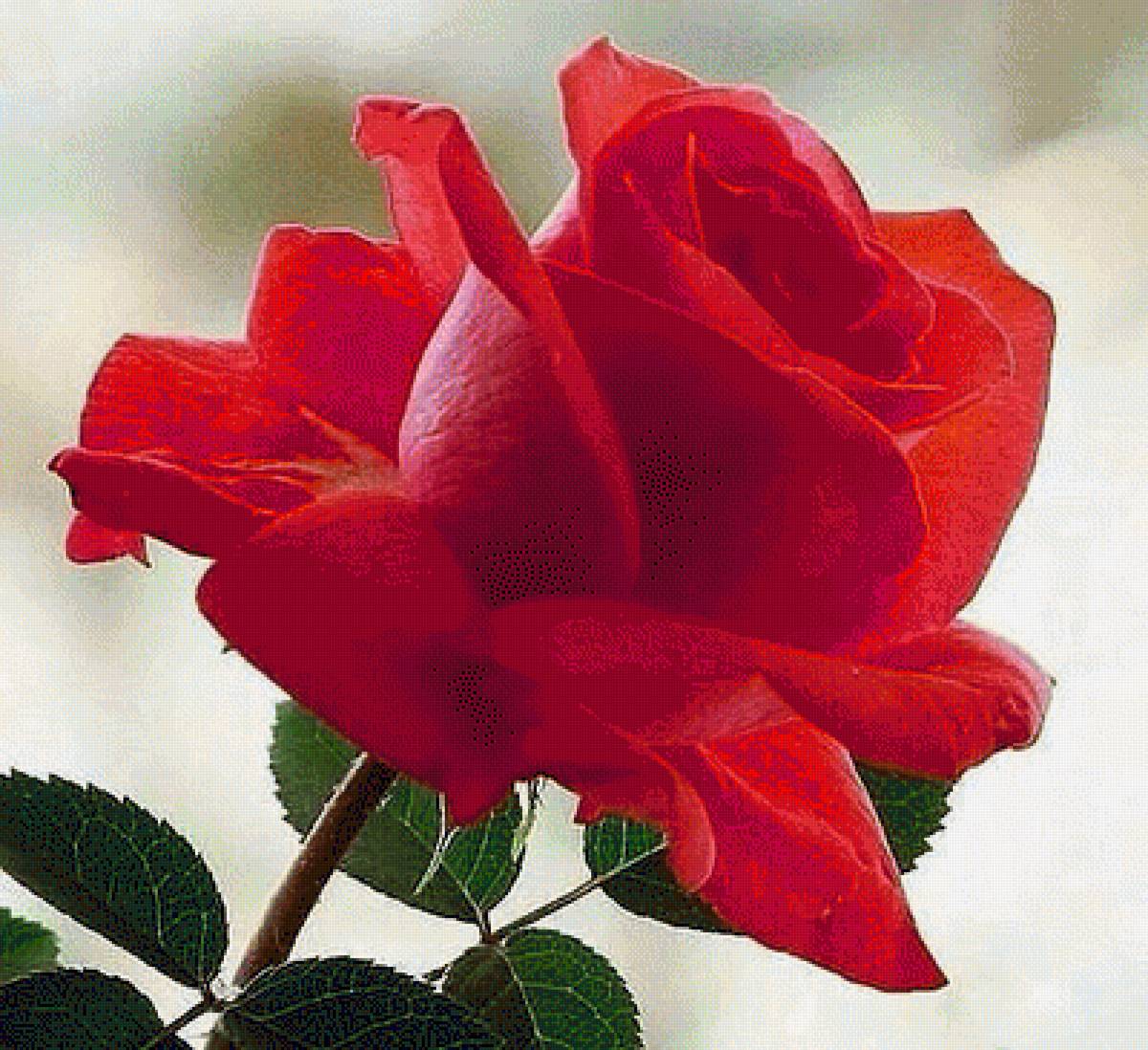 Темно алые розы а на душе лишь. Лучшие розы. Красные розы. Розы для хорошего человека.