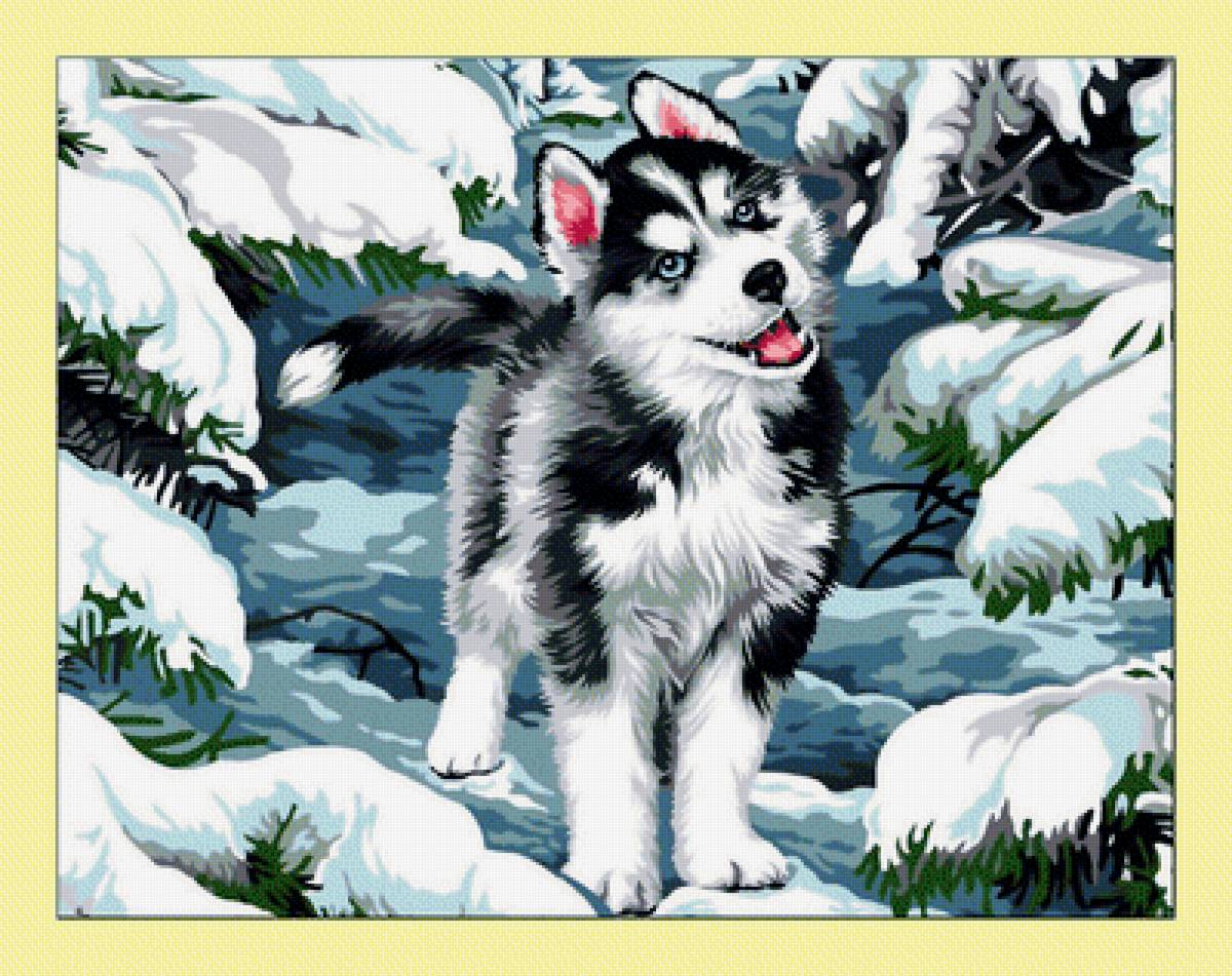 №2004848 - животные, зима, собаки - предпросмотр