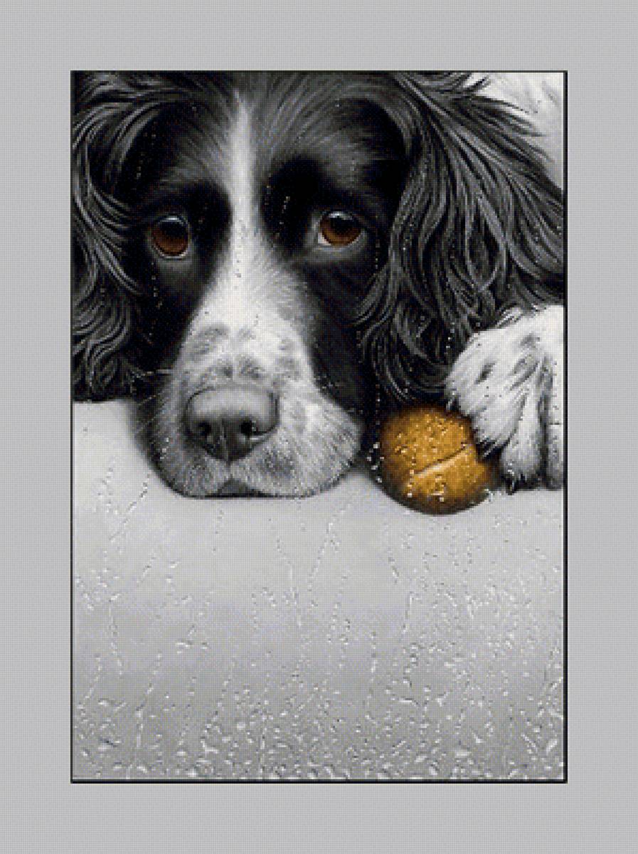 №2005101 - животные, собаки - предпросмотр