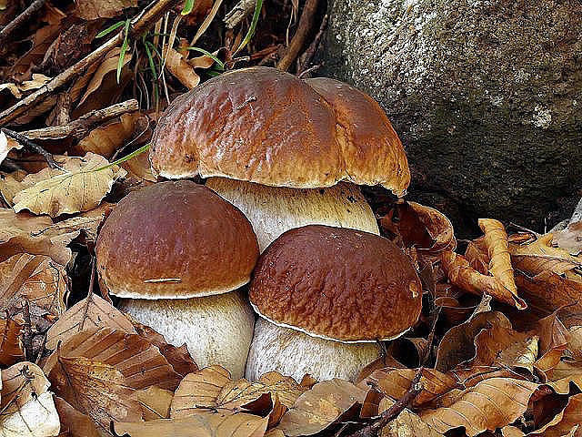 Боровички - боровик, грибы - оригинал