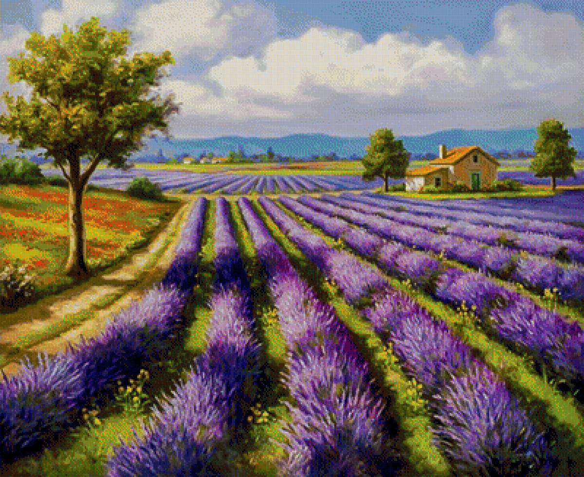 Lavender Rows. - sung kim art.landscapes.scenarys.flowers and gardens. - предпросмотр