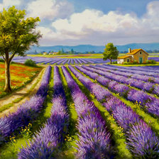 Lavender Rows.