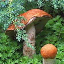 Схема вышивки «Подосиновики»