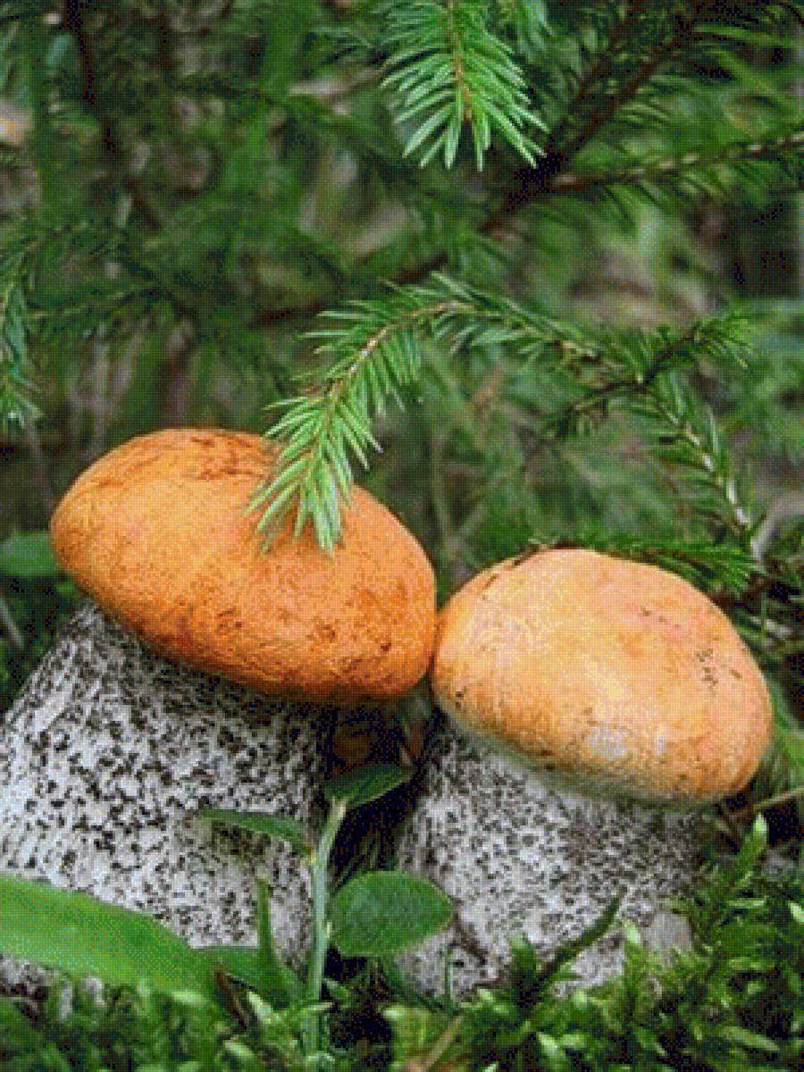 Крепыши - грибы, подосиновик - предпросмотр