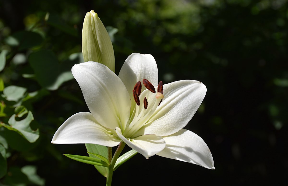 Белая лилия - цветы, лилия - оригинал