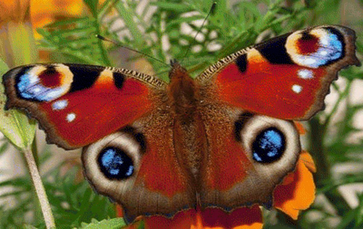 Павлиний глаз - бабочки - предпросмотр