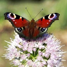 Павлиний глаз