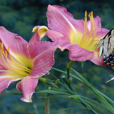 Схема вышивки «Лилейник»