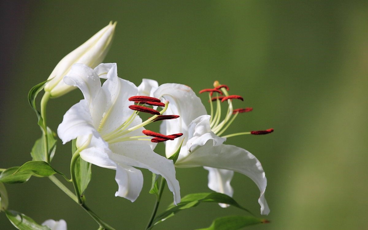 Белые лилии - цветы, лилия - оригинал