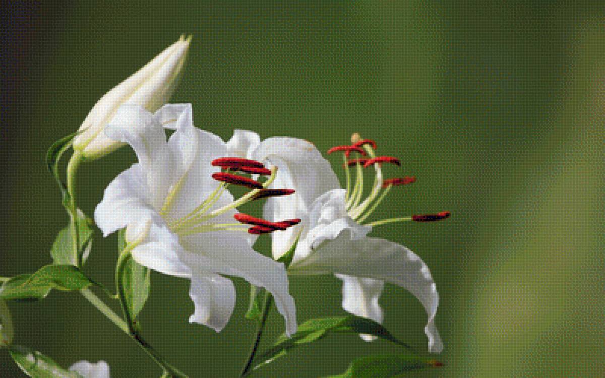 Белые лилии - цветы, лилия - предпросмотр