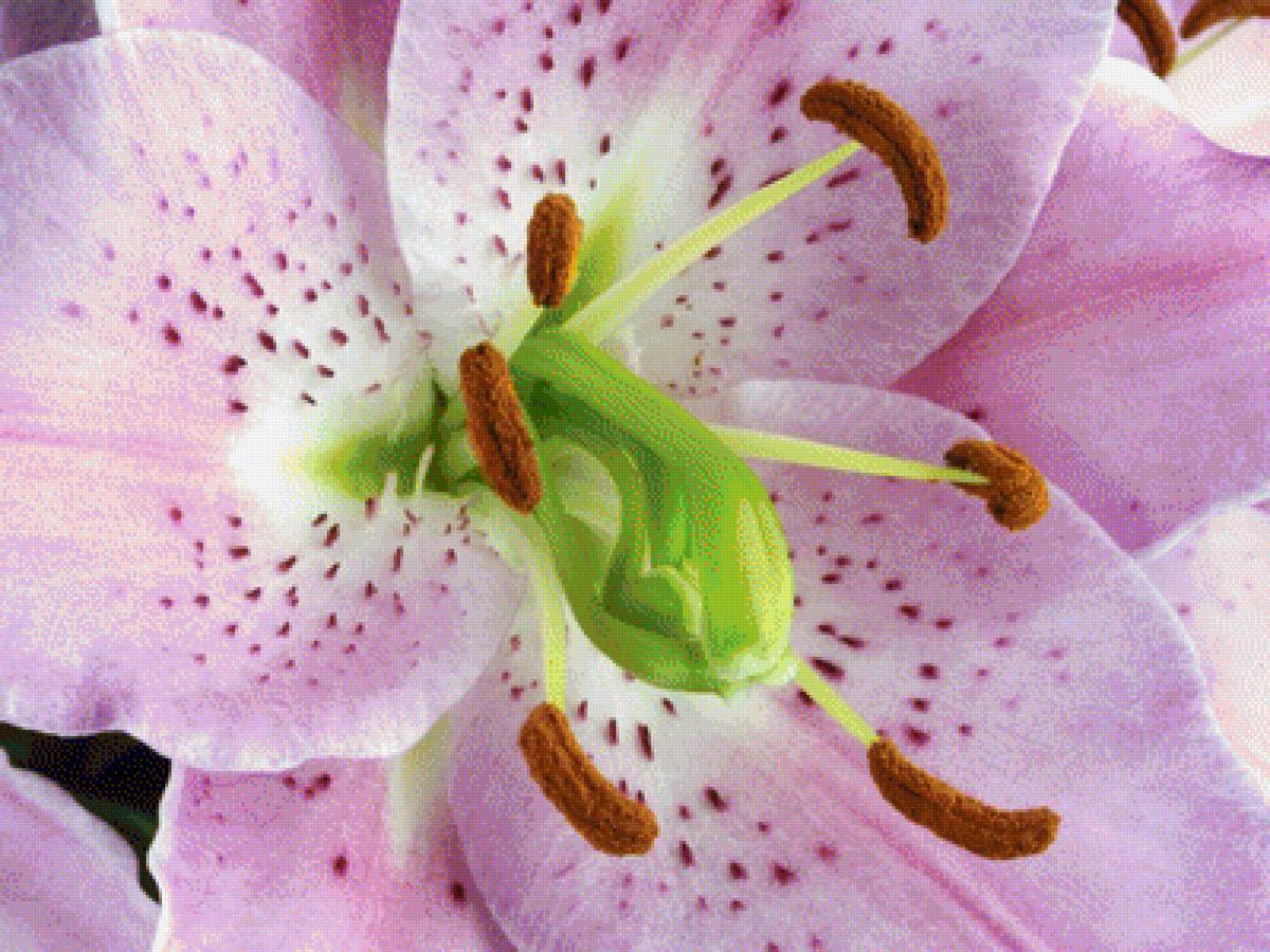 Лилия - лилия, цветы - предпросмотр