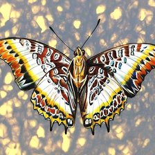 Схема вышивки «Африканская бабочка»